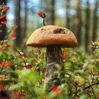 подосиновик.... :: Ольга Cоломатина