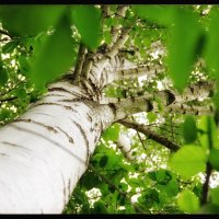 Родная березка... :: Руслан 