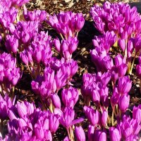 Дружное цветение Безвременников :: Aida10 