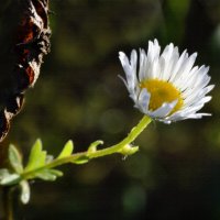 Мелколепестник :: Надежда Куркина 