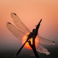 Лето красное пропела... :: Ирина 