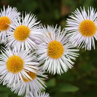 Было лето... :: Светлана Было лето... :: Светлана