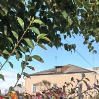 Золото осени :: Алексей Лукаев