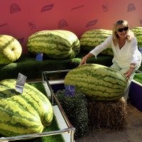 Самый большой арбуз 145 кг. :: Татьяна Помогалова Самый большой арбуз 145 кг. :: Татьяна Помогалова