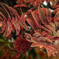 Багрянные листья рябины :: Светлана Ищенко