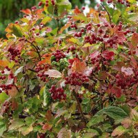 Калина красная :: Светлана Ищенко