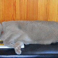 Начитался) :: Татьяна Лютаева