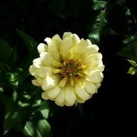 Циния жёлтая :: Валентин Семчишин