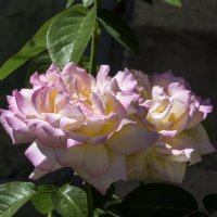 Глории  Дей :: Валентин Семчишин