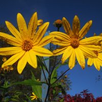 Топинамбур цветёт :: Людмила Смородинская