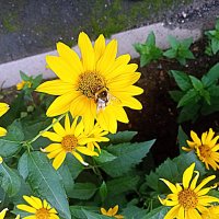 Цветы. :: Владимир Драгунский