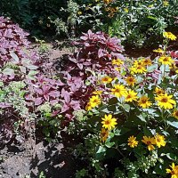 Цветы. :: Владимир Драгунский Цветы. :: Владимир Драгунский