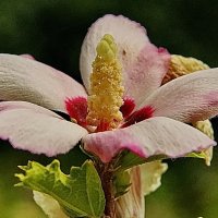 Про разный Гибискус... :: Николай Саржанов