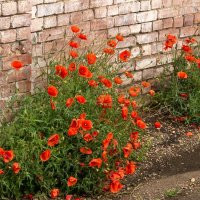 Мак :: Игорь Сикорский