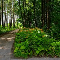 Чебоксары. Цветёт телекия в Ботаническом саду. :: Пётр Чернега Чебоксары. Цветёт телекия в Ботаническом саду. :: Пётр Чернега