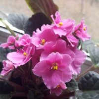 Фиалка :: Елена Семигина Фиалка :: Елена Семигина