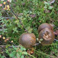 Грибы со следами :: Ольга 