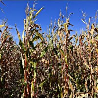 Кукурузное поле. :: Валерия Комова