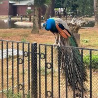 Грузия. Батуми. Батумский бульвар. :: Ольга Довженко Грузия. Батуми. Батумский бульвар. :: Ольга Довженко
