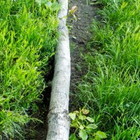 Сила жизни... :: Константин Штарк