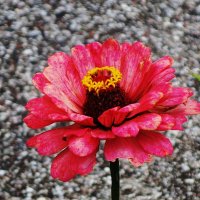 Циния :: Рита Симонова