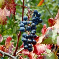 осенние подарки :: Ольга осенние подарки :: Ольга