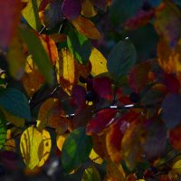 Все краски осени в одном фото. :: Наталья Вязигина