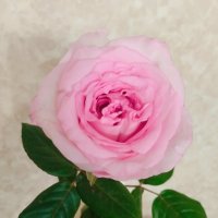 Триптих :: Галина Бобкина