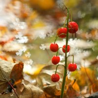 Зарисовки осени... :: Андрей Заломленков