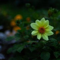 Цветок :: Екатерина Мацола