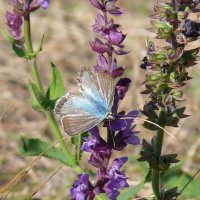 Голубянка на шалфее :: Елена Елена