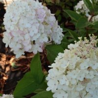 ГОРТЕНЗИЯ :: СЕРГЕЙ ФИЛОЧКИН