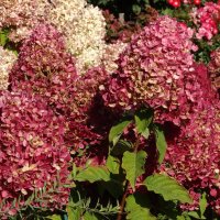 ГОРТЕНЗИЯ :: СЕРГЕЙ ФИЛОЧКИН