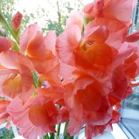 Последние гладиолусы нашего сада :: Galina Solovova Последние гладиолусы нашего сада :: Galina Solovova