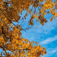 *** :: Яна Горбунова *** :: Яна Горбунова