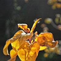 ... :: Наталья