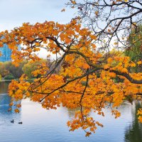 Парк осенью :: Александр Сивкин