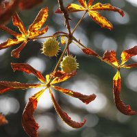 Осенние этюды :: Светлана Тихонина