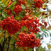 Рябина обыкновенная :: Наиля Рябина обыкновенная :: Наиля