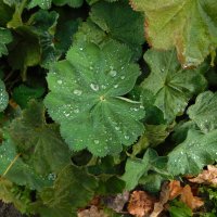 Манжетка обыкновенная под дождем :: Наиля Манжетка обыкновенная под дождем :: Наиля