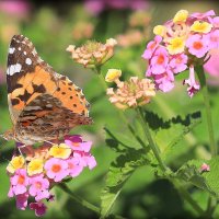 Красотка. :: Оля Богданович