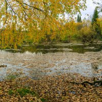 Склонилась березка золотая над рекой :: Сергей Винтовкин Склонилась березка золотая над рекой :: Сергей Винтовкин