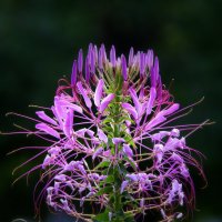 ** :: Vlad Сергиевич