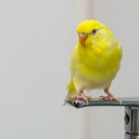 Ну привет, я попугай Ричи... :: Павел Греков