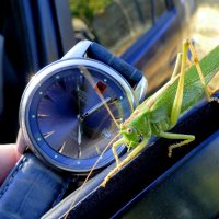 Из сегодняшней съёмки 1 :: Александр Прокудин Из сегодняшней съёмки 1 :: Александр Прокудин