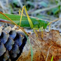Из сегодняшней съёмки 4 :: Александр Прокудин