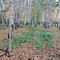 Хорошая осень :: Георгиевич 