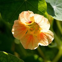 Скромная настурция :: Татьяна Лютаева