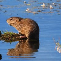 Ондатра :: Valentina K