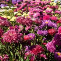 Астральное. :: Татьяна Помогалова